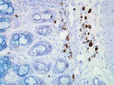 Immunohistochemistry: HSP90 Antibody (D7A) [NB110-96872]