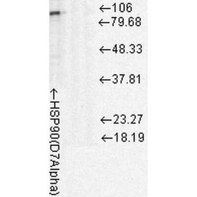 Western Blot: HSP90 Antibody (D7A) [NB110-96872]