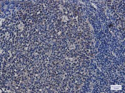 Immunohistochemistry-Paraffin: HSP90 Antibody (S08-8A1) [NBP3-15043]