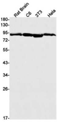 Western Blot: HSP90 Antibody (S08-8A1) [NBP3-15043]