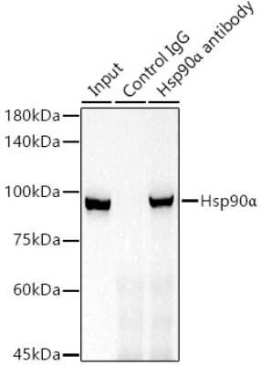 Immunoprecipitation: HSP90 alpha Antibody (0R3S6) [NBP3-16528]