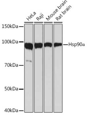 Western Blot: HSP90 alpha Antibody (0R3S6) [NBP3-16528]