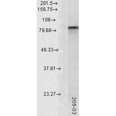 Western Blot: HSP90 alpha Antibody (2G5.G3) [NBP2-12877]