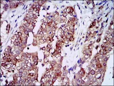 Immunohistochemistry-Paraffin: HSP90 alpha Antibody (5G5) - BSA Free [NBP2-22208]