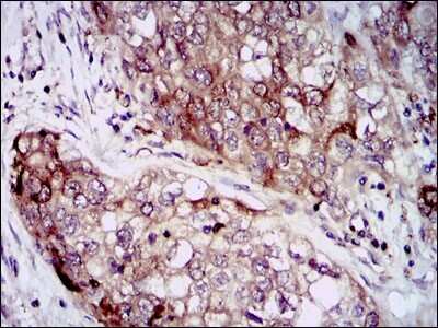 Immunohistochemistry-Paraffin: HSP90 alpha Antibody (5G5) - BSA Free [NBP2-22208]