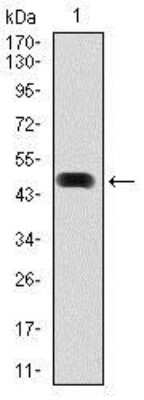 Western Blot: HSP90 alpha Antibody (5G5)BSA Free [NBP2-22208]