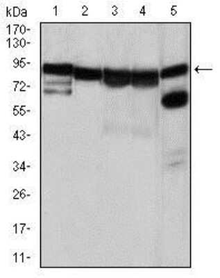 Western Blot: HSP90 alpha Antibody (5G5)BSA Free [NBP2-22208]