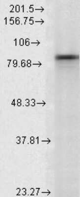 Western Blot: HSP90 alpha Antibody (Hyb-K41009) [NB110-61641]