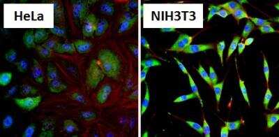 Immunocytochemistry/ Immunofluorescence: HSP90 alpha Antibody [NB120-2928]