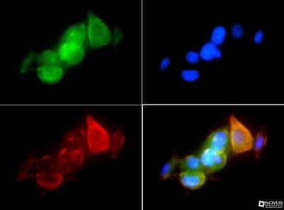 Immunocytochemistry/ Immunofluorescence: HSP90 alpha Antibody - BSA Free [NBP1-77682]