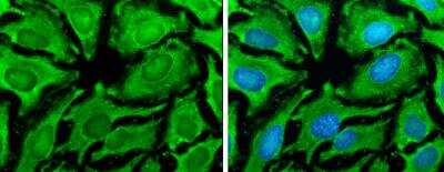 Immunocytochemistry/ Immunofluorescence: HSP90 alpha Antibody [NBP2-16895]