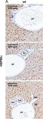 Immunohistochemistry: HSP90 alpha Antibody [NB120-2928]