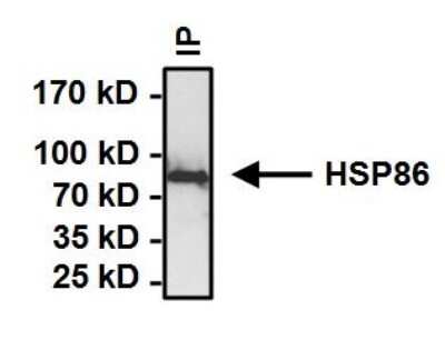 Immunoprecipitation: HSP90 alpha Antibody [NB120-2928]