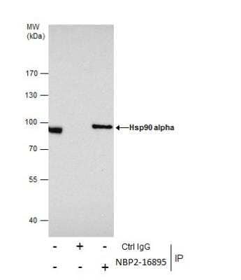 Immunoprecipitation: HSP90 alpha Antibody [NBP2-16895]