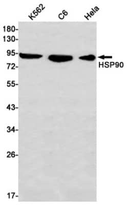 Western Blot: HSP90 alpha Antibody (S06-9C1) [NBP3-19514]