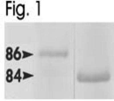 Western Blot: HSP90 alpha Antibody [NB120-2928]