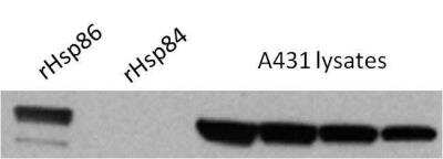 Western Blot: HSP90 alpha Antibody [NB120-2928]
