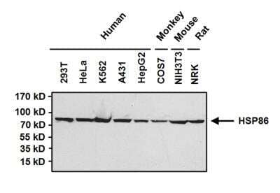 Western Blot: HSP90 alpha Antibody [NB120-2928]