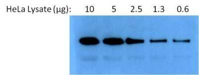 Western Blot: HSP90 alpha Antibody [NB120-2928]