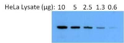 Western Blot: HSP90 alpha Antibody [NB120-2928]