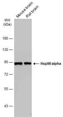 Western Blot: HSP90 alpha Antibody [NBP2-16895]