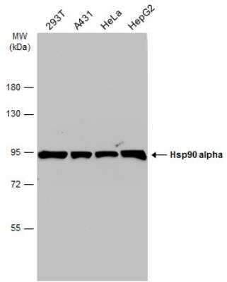 Western Blot: HSP90 alpha Antibody [NBP2-16895]