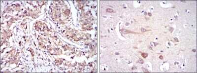 Immunohistochemistry-Paraffin: HSP90 beta Antibody (5G4) - BSA Free [NBP2-37590]