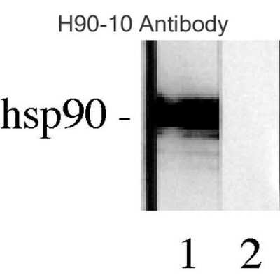 Western Blot: HSP90 beta Antibody (H9010) [NB110-61640]