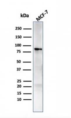 Western Blot: HSP90 beta Antibody (HSP90AB1/3951)Azide and BSA Free [NBP3-08930]