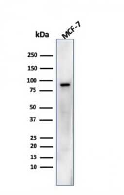 Western Blot: HSP90 beta Antibody (HSP90AB1/3952) [NBP3-07186]