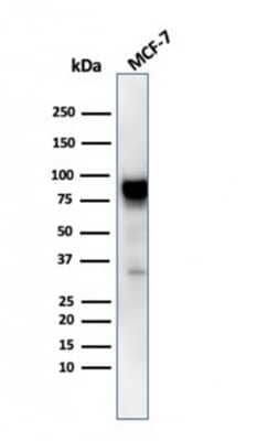Western Blot: HSP90 beta Antibody (HSP90AB1/3953)Azide and BSA Free [NBP3-08908]