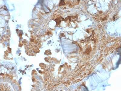 Immunohistochemistry-Paraffin: HSP90 beta Antibody (HSP90AB1/3953) [NBP3-07192]