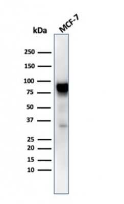 Western Blot: HSP90 beta Antibody (HSP90AB1/3953) [NBP3-07192]