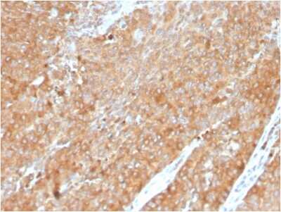 Immunohistochemistry-Paraffin: HSP90 beta Antibody (HSP90AB1/3954) [NBP3-07193]