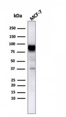 Western Blot: HSP90 beta Antibody (HSP90AB1/3954)Azide and BSA Free [NBP3-08937]