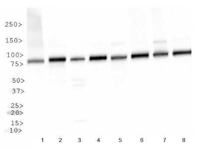 Western Blot: HSP90 beta AntibodyBSA Free [NBP1-77563]