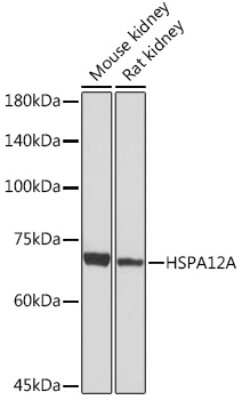 Western Blot: HSPA12A Antibody (8Q8M3) [NBP3-15943]