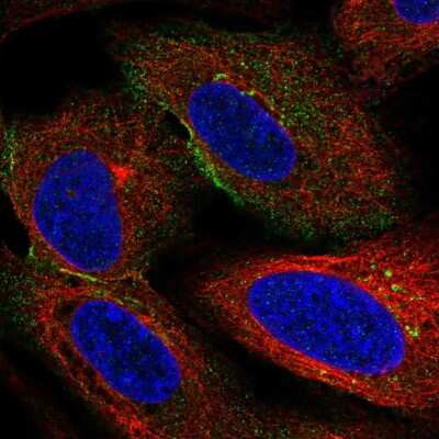 Immunocytochemistry/ Immunofluorescence: HSPA12A Antibody [NBP2-57850]