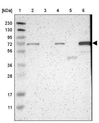 Western Blot: HSPA12A Antibody [NBP1-94014]