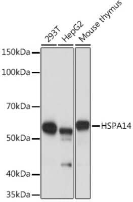 Western Blot: HSPA14 Antibody (4L1Z6) [NBP3-16107]