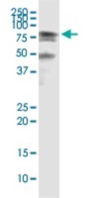 Immunoprecipitation: HSPA2 Antibody (2D11) [H00003306-M03]