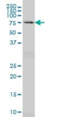 Western Blot: HSPA2 Antibody (2D11) [H00003306-M03]