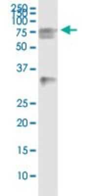 Immunoprecipitation: HSPA2 Antibody (3H7) [H00003306-M02]