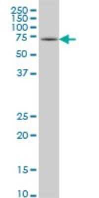 Western Blot: HSPA2 Antibody (3H7) [H00003306-M02]