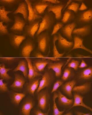 Immunocytochemistry/ Immunofluorescence: HSPA2 Antibody (5C9X0) [NBP3-16638]