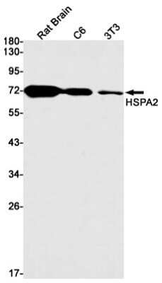 Western Blot: HSPA2 Antibody (S08-4A4) [NBP3-14944]