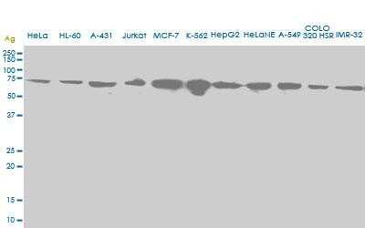 Western Blot: HSPA2 Antibody (S51) [H00003306-M06]