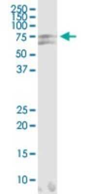 Western Blot: HSPA2 Antibody (S51) [H00003306-M06]