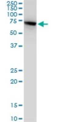 Western Blot: HSPA2 Antibody (S51) [H00003306-M06]