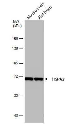 Western Blot: HSPA2 Antibody [NBP1-33501]